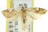  ( - 11ANIC-10023)  @11 [ ] CreativeCommons - Attribution (2011) ANIC/CBG Photography Group Centre for Biodiversity Genomics