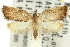  ( - 11ANIC-10041)  @11 [ ] CreativeCommons - Attribution (2011) ANIC/CBG Photography Group Centre for Biodiversity Genomics