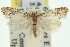  ( - 11ANIC-10049)  @11 [ ] CreativeCommons - Attribution (2011) ANIC/CBG Photography Group Centre for Biodiversity Genomics