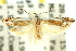  ( - 11ANIC-10072)  @11 [ ] CreativeCommons - Attribution (2011) ANIC/CBG Photography Group Centre for Biodiversity Genomics