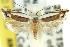  ( - 11ANIC-10073)  @11 [ ] CreativeCommons - Attribution (2011) ANIC/CBG Photography Group Centre for Biodiversity Genomics