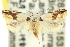  ( - 11ANIC-10077)  @11 [ ] CreativeCommons - Attribution (2011) ANIC/CBG Photography Group Centre for Biodiversity Genomics
