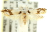  ( - 11ANIC-10080)  @11 [ ] CreativeCommons - Attribution (2011) ANIC/CBG Photography Group Centre for Biodiversity Genomics