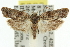  (Clerarcha poliochyta - 11ANIC-10098)  @15 [ ] CreativeCommons - Attribution (2011) ANIC/CBG Photography Group Centre for Biodiversity Genomics