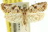  ( - 11ANIC-10312)  @11 [ ] CreativeCommons - Attribution (2011) ANIC/CBG Photography Group Centre for Biodiversity Genomics