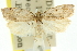  ( - 11ANIC-10342)  @11 [ ] CreativeCommons - Attribution (2011) ANIC/CBG Photography Group Centre for Biodiversity Genomics