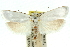  ( - 11ANIC-10409)  @13 [ ] CreativeCommons - Attribution (2011) ANIC/CBG Photography Group Centre for Biodiversity Genomics