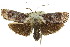  ( - 11ANIC-11225)  @13 [ ] CreativeCommons - Attribution (2011) ANIC/CBG Photography Group Centre for Biodiversity Genomics