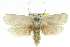  ( - 11ANIC-11237)  @11 [ ] CreativeCommons - Attribution (2011) ANIC/CBG Photography Group Centre for Biodiversity Genomics