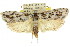  ( - 11ANIC-11290)  @14 [ ] CreativeCommons - Attribution (2011) ANIC/CBG Photography Group Centre for Biodiversity Genomics