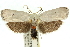  ( - 11ANIC-11533)  @11 [ ] CreativeCommons - Attribution (2011) ANIC/CBG Photography Group Centre for Biodiversity Genomics