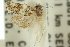  ( - 11ANIC-11647)  @11 [ ] CreativeCommons - Attribution (2011) ANIC/CBG Photography Group Centre for Biodiversity Genomics