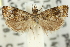  (Endothenia polymetalla - 11ANIC-11649)  @11 [ ] CreativeCommons - Attribution (2011) ANIC/CBG Photography Group Centre for Biodiversity Genomics