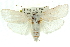 ( - 11ANIC-11701)  @13 [ ] CreativeCommons - Attribution (2011) ANIC/CBG Photography Group Centre for Biodiversity Genomics