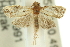  ( - 11ANIC-11871)  @14 [ ] CreativeCommons - Attribution (2011) ANIC/CBG Photography Group Centre for Biodiversity Genomics