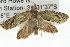  ( - 11ANIC-11886)  @13 [ ] CreativeCommons - Attribution (2011) ANIC/CBG Photography Group Centre for Biodiversity Genomics