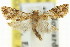  ( - 11ANIC-11898)  @11 [ ] CreativeCommons - Attribution (2011) ANIC/CBG Photography Group Centre for Biodiversity Genomics