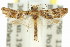  ( - 11ANIC-11905)  @13 [ ] CreativeCommons - Attribution (2011) ANIC/CBG Photography Group Centre for Biodiversity Genomics