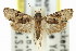 ( - 11ANIC-11908)  @11 [ ] CreativeCommons - Attribution (2011) ANIC/CBG Photography Group Centre for Biodiversity Genomics