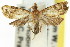 ( - 11ANIC-11910)  @11 [ ] CreativeCommons - Attribution (2011) ANIC/CBG Photography Group Centre for Biodiversity Genomics
