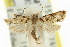  ( - 11ANIC-11918)  @11 [ ] CreativeCommons - Attribution (2011) ANIC/CBG Photography Group Centre for Biodiversity Genomics