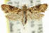  (Lobesia xylistis - 11ANIC-11919)  @15 [ ] CreativeCommons - Attribution (2011) ANIC/CBG Photography Group Centre for Biodiversity Genomics