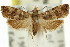  (Lobesia arescophanes - 11ANIC-11924)  @14 [ ] CreativeCommons - Attribution (2011) ANIC/CBG Photography Group Centre for Biodiversity Genomics