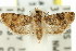  ( - 11ANIC-11927)  @14 [ ] CreativeCommons - Attribution (2011) ANIC/CBG Photography Group Centre for Biodiversity Genomics