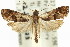 (Lobesia extrusana - 11ANIC-11932)  @11 [ ] CreativeCommons - Attribution (2011) ANIC/CBG Photography Group Centre for Biodiversity Genomics