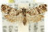  ( - 11ANIC-11936)  @14 [ ] CreativeCommons - Attribution (2011) ANIC/CBG Photography Group Centre for Biodiversity Genomics