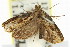  ( - 11ANIC-11938)  @12 [ ] CreativeCommons - Attribution (2011) ANIC/CBG Photography Group Centre for Biodiversity Genomics