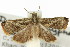  (Dactylioglypha - 11ANIC-11946)  @13 [ ] CreativeCommons - Attribution (2011) ANIC/CBG Photography Group Centre for Biodiversity Genomics