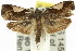  ( - 11ANIC-11952)  @13 [ ] CreativeCommons - Attribution (2011) ANIC/CBG Photography Group Centre for Biodiversity Genomics