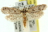  (Heterochyta sp. ANIC10 - 11ANIC-12028)  @11 [ ] CreativeCommons - Attribution (2011) ANIC/CBG Photography Group Centre for Biodiversity Genomics