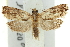  (Archilobesia drymoptila - 11ANIC-12169)  @14 [ ] CreativeCommons - Attribution (2011) ANIC/CBG Photography Group Centre for Biodiversity Genomics