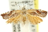  (Ancylis erythrana - 11ANIC-12176)  @13 [ ] CreativeCommons - Attribution (2011) ANIC/CBG Photography Group Centre for Biodiversity Genomics