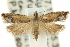  ( - 11ANIC-12199)  @11 [ ] CreativeCommons - Attribution (2011) ANIC/CBG Photography Group Centre for Biodiversity Genomics