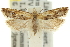  ( - 11ANIC-12211)  @11 [ ] CreativeCommons - Attribution (2011) ANIC/CBG Photography Group Centre for Biodiversity Genomics