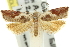  (Ancylis anguillana - 11ANIC-12222)  @14 [ ] CreativeCommons - Attribution (2011) ANIC/CBG Photography Group Centre for Biodiversity Genomics