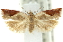  ( - 11ANIC-12232)  @11 [ ] CreativeCommons - Attribution (2011) ANIC/CBG Photography Group Centre for Biodiversity Genomics