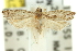  ( - 11ANIC-12240)  @13 [ ] CreativeCommons - Attribution (2011) ANIC/CBG Photography Group Centre for Biodiversity Genomics
