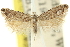  ( - 11ANIC-12255)  @11 [ ] CreativeCommons - Attribution (2011) ANIC/CBG Photography Group Centre for Biodiversity Genomics