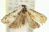  ( - 11ANIC-12271)  @13 [ ] CreativeCommons - Attribution (2011) ANIC/CBG Photography Group Centre for Biodiversity Genomics