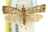  ( - 11ANIC-12272)  @14 [ ] CreativeCommons - Attribution (2011) ANIC/CBG Photography Group Centre for Biodiversity Genomics