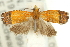  ( - 11ANIC-12278)  @13 [ ] CreativeCommons - Attribution (2011) ANIC/CBG Photography Group Centre for Biodiversity Genomics