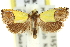  ( - 11ANIC-12293)  @15 [ ] CreativeCommons - Attribution (2011) ANIC/CBG Photography Group Centre for Biodiversity Genomics