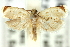  ( - 11ANIC-12315)  @11 [ ] CreativeCommons - Attribution (2011) ANIC/CBG Photography Group Centre for Biodiversity Genomics