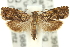  (Eucosma1 aellaea - 11ANIC-12317)  @15 [ ] CreativeCommons - Attribution (2011) ANIC/CBG Photography Group Centre for Biodiversity Genomics