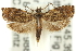  ( - 11ANIC-12319)  @11 [ ] CreativeCommons - Attribution (2011) ANIC/CBG Photography Group Centre for Biodiversity Genomics