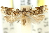  ( - 11ANIC-12352)  @11 [ ] CreativeCommons - Attribution (2011) ANIC/CBG Photography Group Centre for Biodiversity Genomics